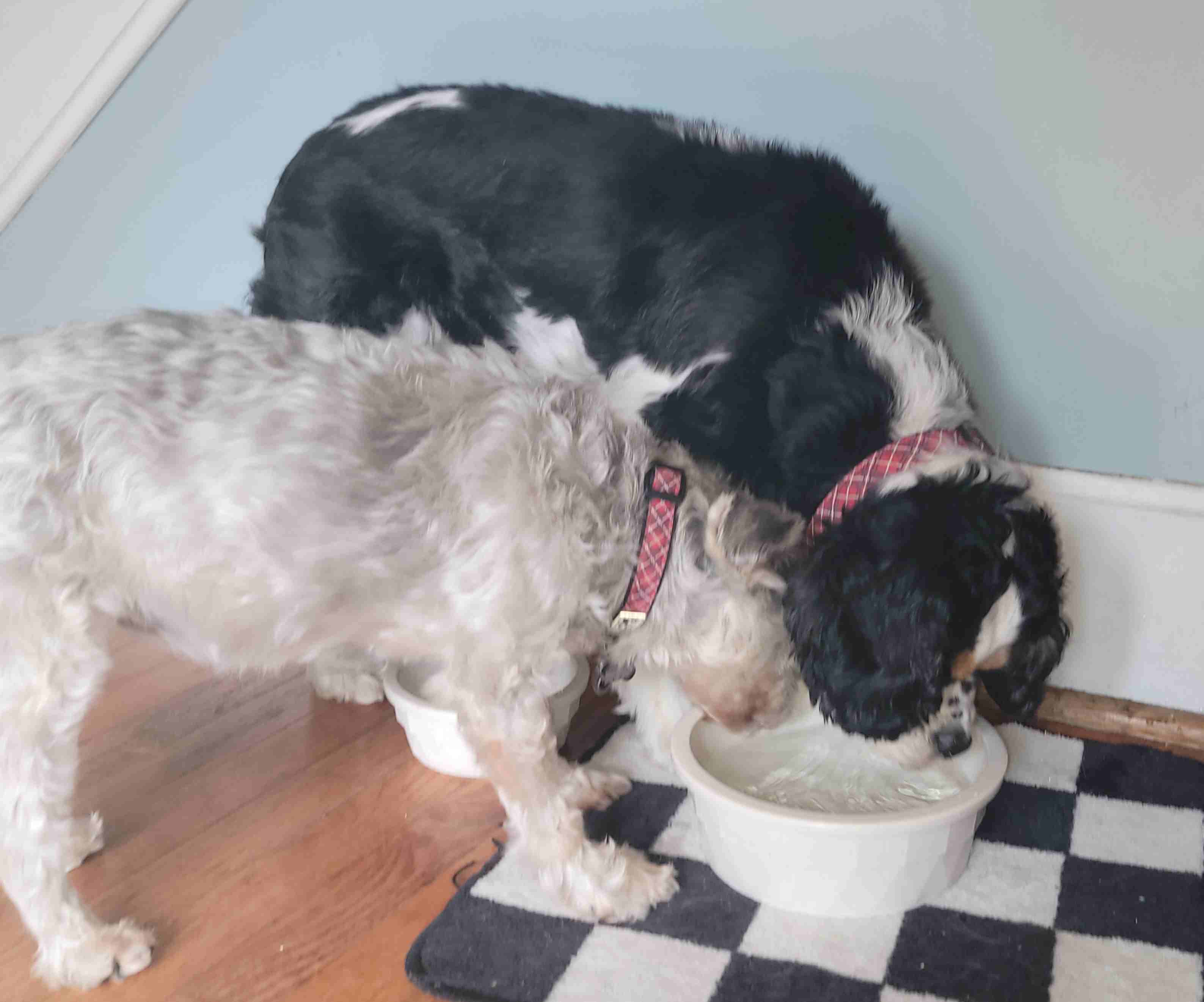 2022-06-04 Thirsty dogs.jpg
